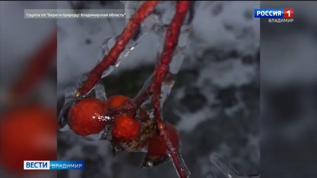 В зимние холода птицы нуждаются в помощи людей смотреть онлайн