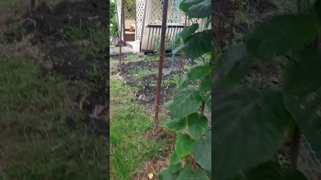 киви Хейворд