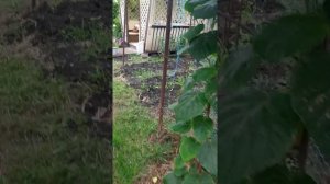 киви Хейворд