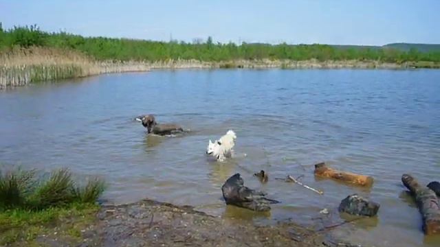 Briard 3 смотреть онлайн