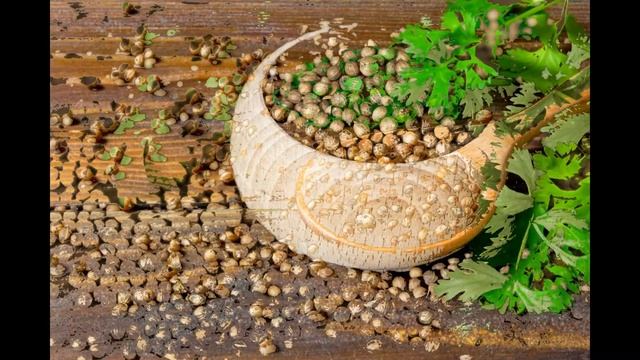 Кориандр (кишнец, коляндра, колендра, кинза, кишниши, киндзи) как пряность, специя и приправа смотреть онлайн