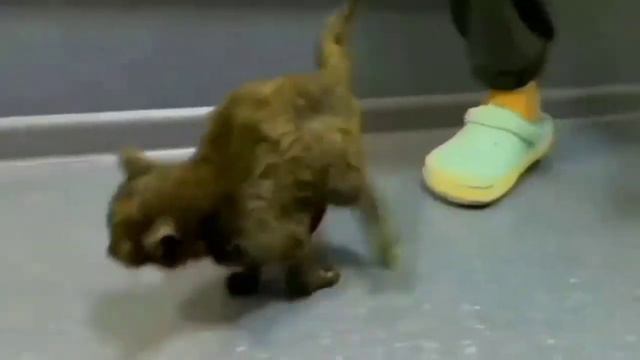 Проект 911-служба спасения животных