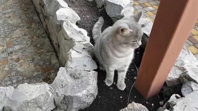 ПОЙМИТЕ - Я ПРОСТО ЛЮБЛЮ ЕГО! Кот Макс и щенок Алиса смотреть онлайн