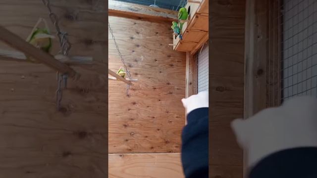 КОНТАКТНЫЙ ЗООПАРК #влог #животные #попугай #хочуврек смотреть онлайн