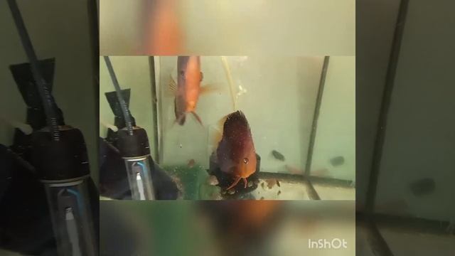 Дискусы. Пары. Продам, отправлю в регионы смотреть онлайн