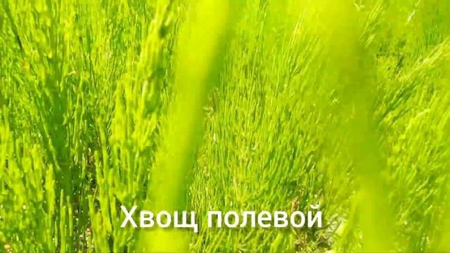 Разнотравье: фиалка трёхцветная, подорожник ланцетный, хвощ и льнянка смотреть онлайн