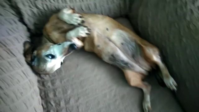 Как выглядит такса.