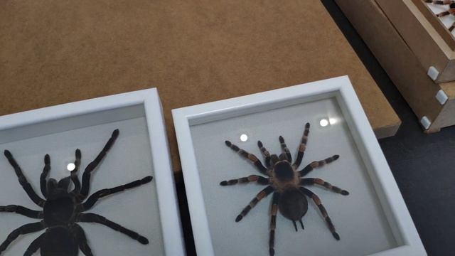 Не один паук на видео не пострадал. Сувенирная продукция из линочных шкурок (экзувиев) пауков смотреть онлайн