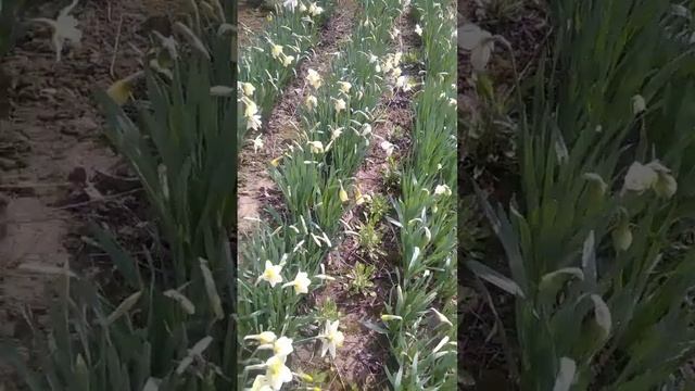 Нарциси у моєму саду! Частина 3! ??? смотреть онлайн