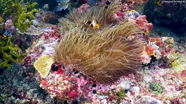 The Colors Of The Ocean 4K ULTRA HD - The Best 4K Sea Animals For Relaxation & Calming Music