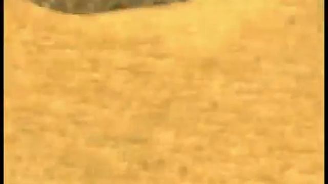 Cabela's African Safari смотреть онлайн