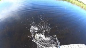 БЕШЕНЫЙ КЛЁВ ЗМЕЕГОЛОВА. ЛОВЛЯ ЗМЕЕГОЛОВА НА СПИННИНГ.