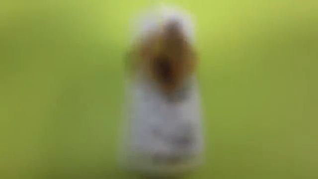 Золото из залогов ломбардов Новосибирска. № 16.2016. Февраль. Залоги ломбарда 28.02.2016 смотреть онлайн