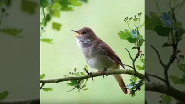 звук соловей / булбул овози смотреть онлайн