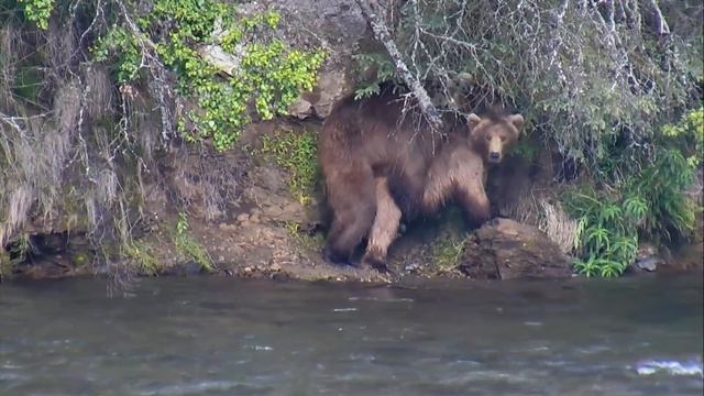 Bears Mating in the Wild - Katmai National Park - Live Cam Highlight смотреть онлайн