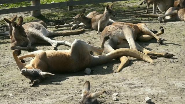 Парк кенгуру (Ган Гуру). Израиль/ Gan Garoo - Australian park. Israel смотреть онлайн