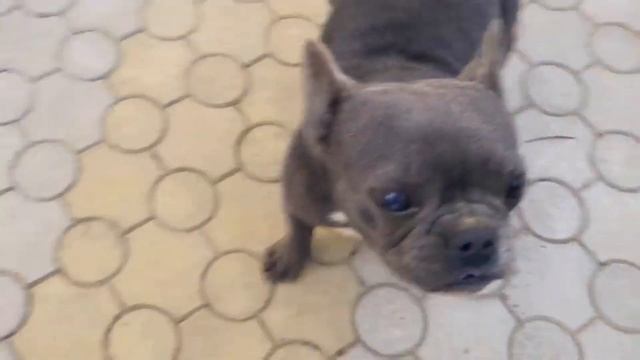 Очень весёлые Французские бульдоги. Very funny french bulldogs. смотреть онлайн
