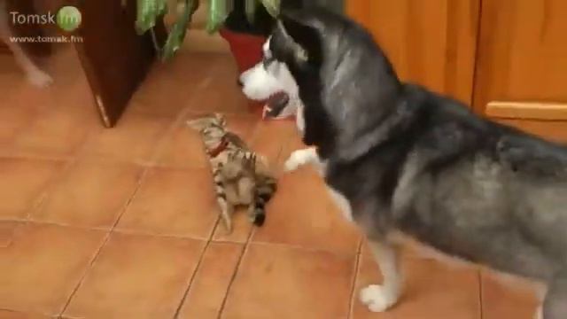 хаски и кошка смотреть онлайн