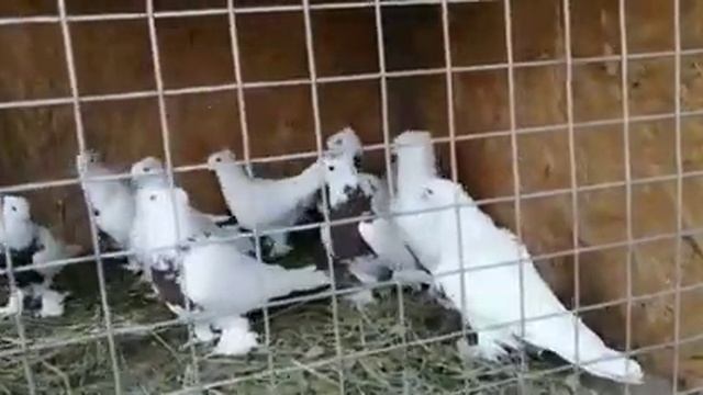 2 ноября 2022 г. отправка птицы, андижанские голуби узбекские голуби смотреть онлайн