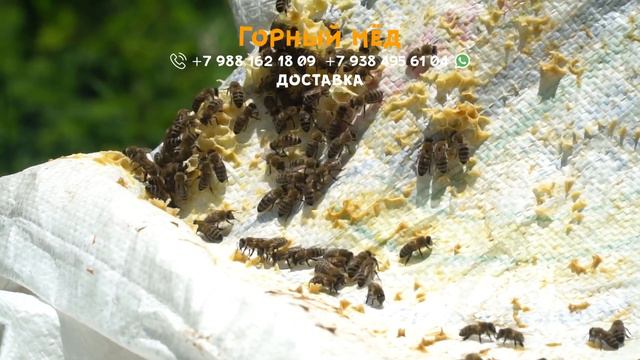 Красная поляна. Пасека. Каштановый мёд. смотреть онлайн