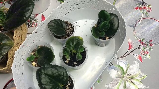 ?Фиалковый бум в моей квартире? смотреть онлайн