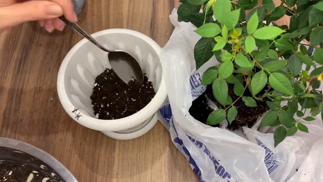 Комнатная Роза. Что делать после покупки? Как пересадить? смотреть онлайн