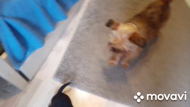 в семье пополнение, пти брабансон и гриффон.