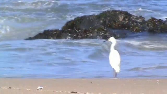 Tomé - Playa El Morro [SONY DCR-DVD610] смотреть онлайн