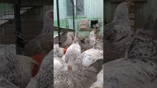 Борковская барвистая порода кур. Лучшая птица для деревни. смотреть онлайн
