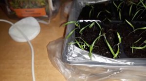 ✔???УКРОП РАССАДОЙ! СОРТ 9 кг с куста!/ Всходы! Результат!