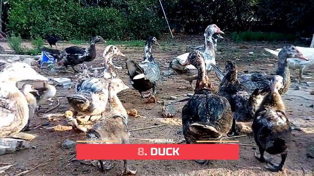 Farm Animals Sounds - Farm Animals Names and Sounds - Cow - Horse - Goat - Pig - 4K смотреть онлайн