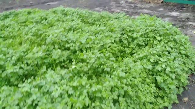 Обьявление по мясу кур и индейки смотреть онлайн