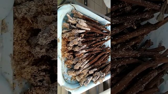 Подготовка виноградных черенков в горшки после кильчевания. смотреть онлайн