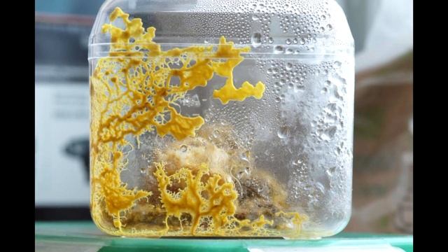 Слизевик, два часа жизни... смотреть онлайн