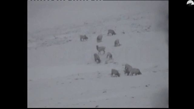 2004 год Охота на горного барана (Чубуку) часть 2 / 2004 year Hunting argali (Mountain sheep) part смотреть онлайн