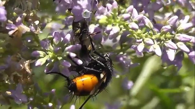 ПРАВЫЙ БЕРЕГ: Муха тахина и медведица гера смотреть онлайн