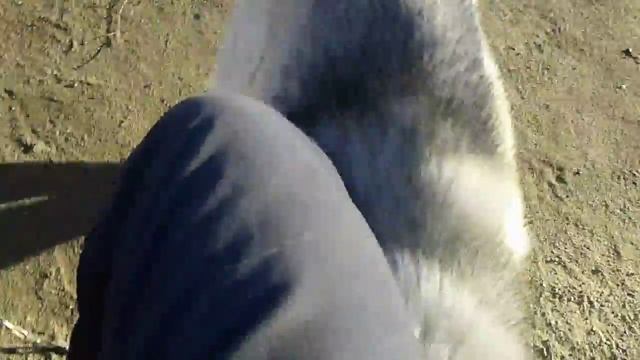 Хаски смотреть онлайн