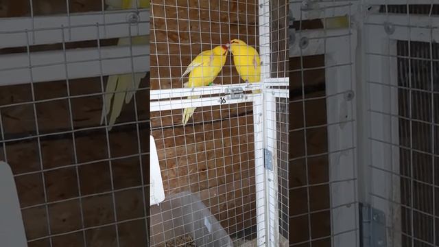 какарики. кормление самки.