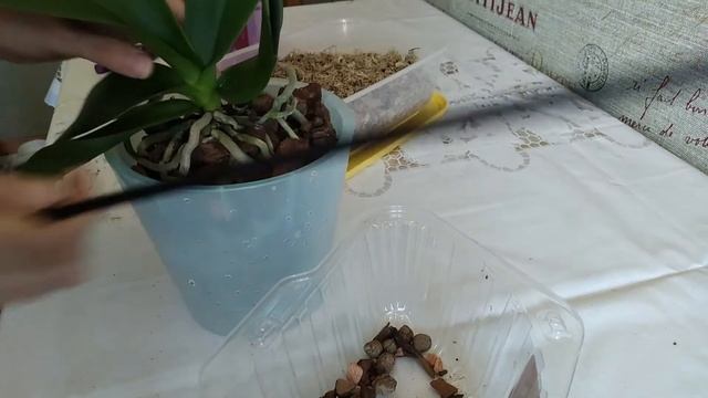 ПОЛИВ ОРХИДЕИ // Пересадка МУЛЬТИФЛОРЫ на фитильный полив