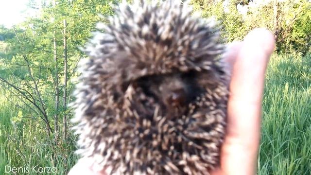 День ежей (пьющих бензин) | Day of hedgehogs (drinking gasoline) Suzuki GSX-R 600 K9 ?⛽ смотреть онлайн