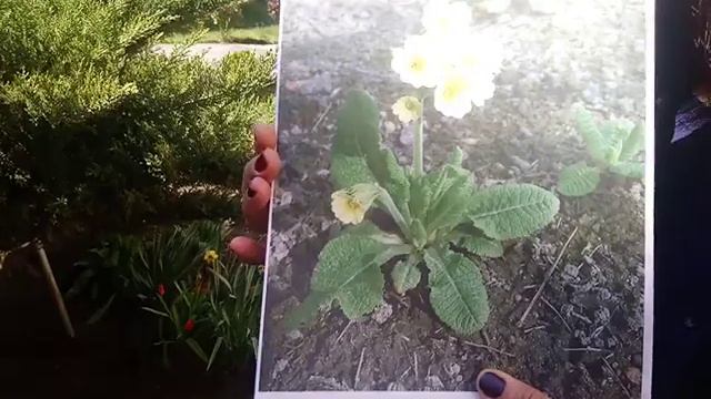 Перші весняні квіти,ч.1 смотреть онлайн