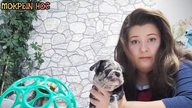 Почему уши не стоят? Как поставить / подклеить уши французскому бульдогу? Мокрый нос смотреть онлайн