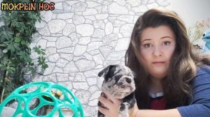 Почему уши не стоят? Как поставить / подклеить уши французскому бульдогу? Мокрый нос