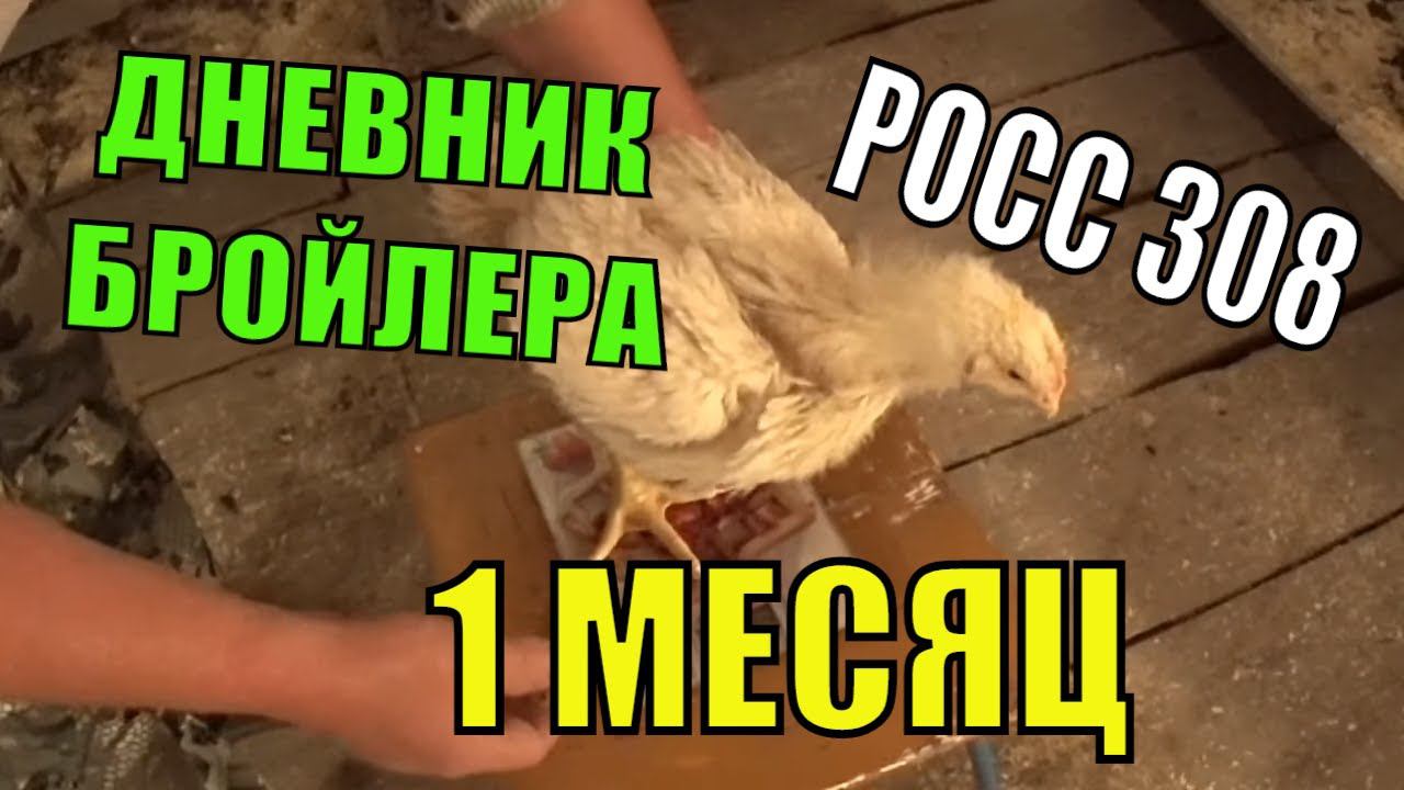 ДНЕВНИК БРОЙЛЕРА /РОСС 308 /ЦЫПЛЯТАМ МЕСЯЦ смотреть онлайн