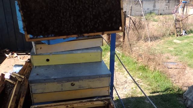 7 месяцев пчёлы без осмотра!!! Так зачем тогда к ним лазить??? смотреть онлайн