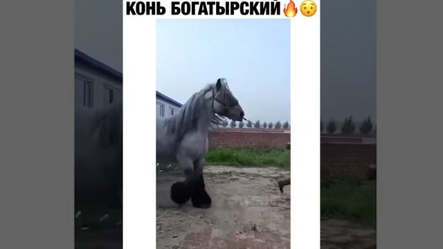 Самый большой конь в мире ??? смотреть онлайн