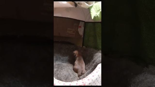 Самостоятельный щеночек чих смотреть онлайн