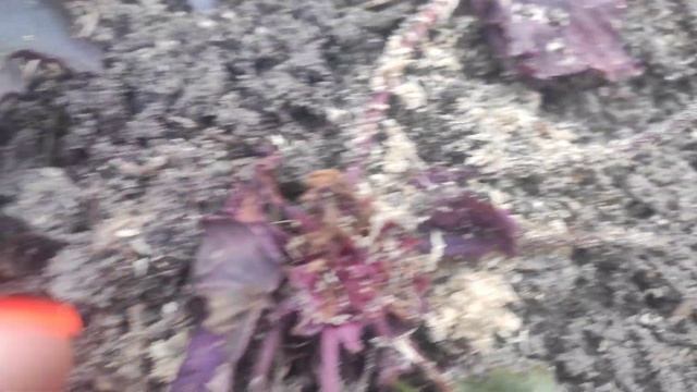 Гейхеры весной сорта black sea, cherry cola, cassis, Southern comfort и другие сорта смотреть онлайн