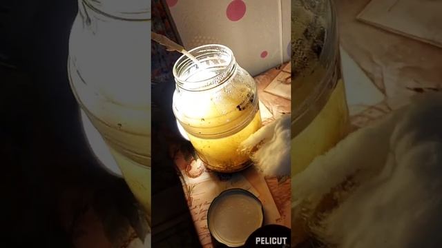 кормление рыб инфузорией туфелькой. смотреть онлайн