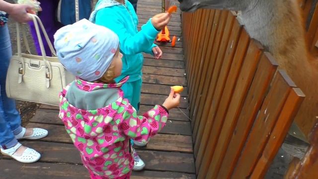 Настя Кормит животных в зоопарке и играет на детской площадке смотреть онлайн